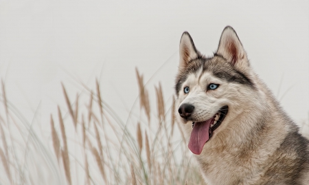 Dog - face, pretty, playful dog, cute, animals, beautiful, sweet, puppy, playful, dogs, puppies, lovely, dog face