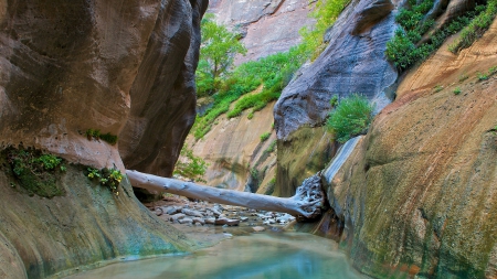 jammed log in slot canion in zion np - canyon, strea, log, cliffs, rocks