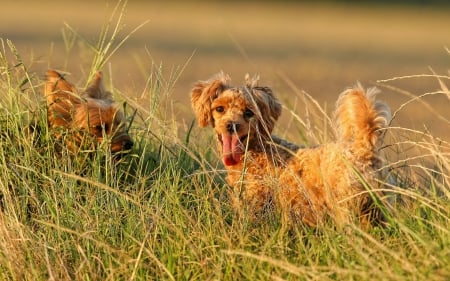 Dogs - face, pretty, playful dog, cute, animals, beautiful, sweet, puppy, playful, dogs, puppies, lovely, dog face