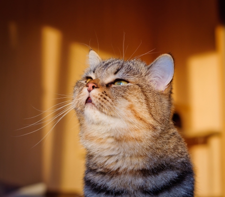 Cat - sleepy, cute, beautiful, cat, sleeping, kitty, cats, hat, cat face, paws, face, animals, pretty, beauty, sweet, kitten, lovely