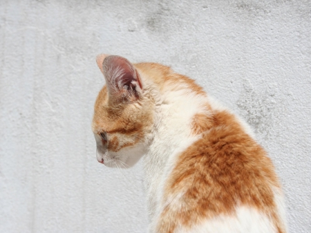 Cat - sleepy, cute, beautiful, cat, sleeping, kitty, cats, hat, cat face, paws, face, animals, pretty, beauty, sweet, kitten, lovely