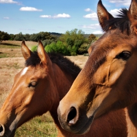 Brown Horses