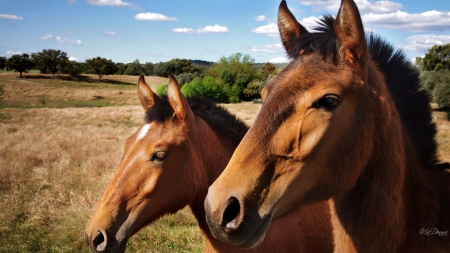 Brown Horses - horses, brown, equestrian, plains, ranch, field, farm, sky