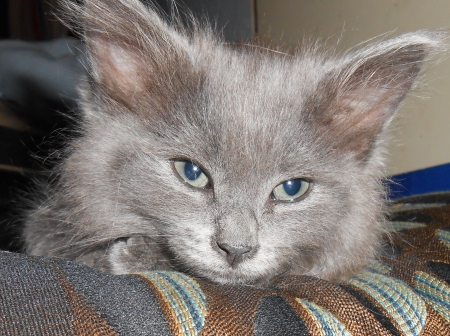 Mrs. Gray - cute, Fuzzy, Cat, gray