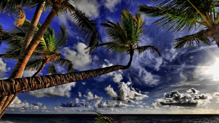 gorgeous tropical sky above palm trees - palms, sky, sea, clouds