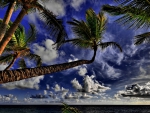 gorgeous tropical sky above palm trees