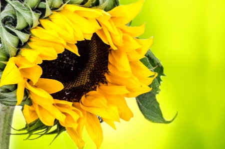 Beautiful Bright Sunflower! - sunflower, bright, nature, yellow, beautiful, flowers