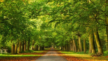 Autumn Walk - trees, alley, forest, walk, leaves, fall, path, nature, autumn, autumn splendor, woods