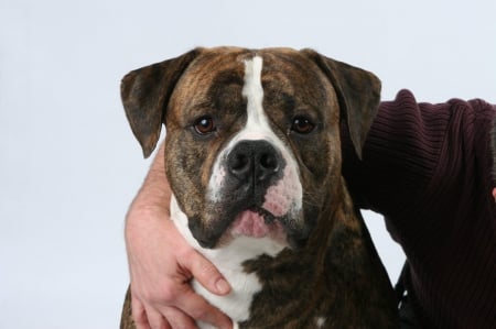 Oscar from Healing Hearts Animal Therapy Intl. - dogs, animal therapy, american bulldog, oscar