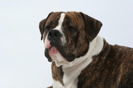 Oscar from Healing Hearts Animal Therapy Intnl. - animal therapy, american bulldog, oscar, dog