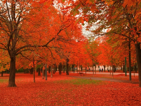 Autumn boldness - leaves, orange, trees, autumn