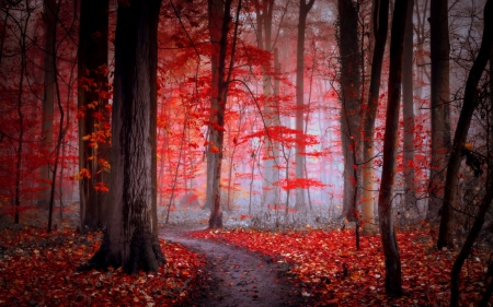 Carpet of Leaves - trees, forest, leaves, carpet of leaves, fall, path, nature, autumn, autumn splendor, autumn leaves, woods