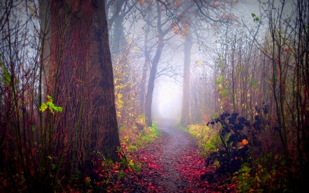 Autumn Colors - autumn, trees, foggy, path, autumn splendor, mist, nature, autumn colors, fall, forest, woods, fog, leaves, splendor, misty