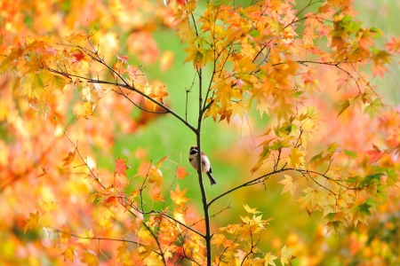 Sparrow Among Fall Leaves - fall, bird, leaves, branches, amazing, tree, trees, sparrow, autumn