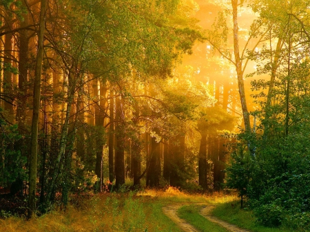 Gold - path, trees, forest, golden rays, leaves