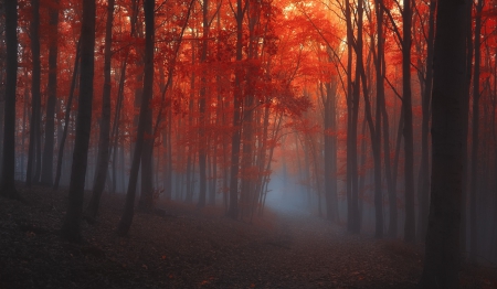 red forrest mist - woodland, mystic, trees, stunning, mist, hd, dark, red, leaves, spooky