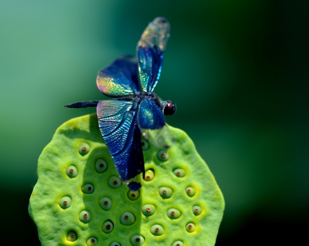 *** Dragonfly *** - animal, bugs, dragonfly, animals