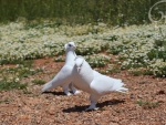 *** White pigeons ***