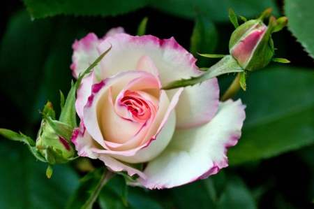 *** Rose *** - flower, roses, rose, pink, flowers, nature