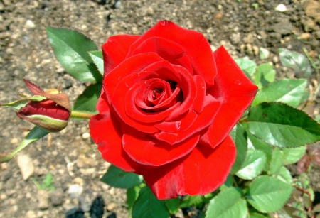 *** Red rose *** - nature, red, flowers, rose, flower