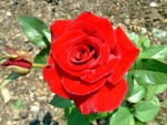 *** Red rose ***