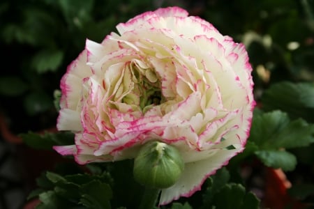 *** Ranunkulyus - asian buttercup *** - flowers, flower, pink, nature