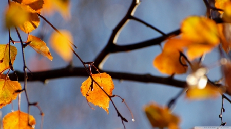 Birch tree - fall, birch, wallpaper, leaves, yellow, abstract, branches, hd, photography, leaf, colours, macro, nature, autumn