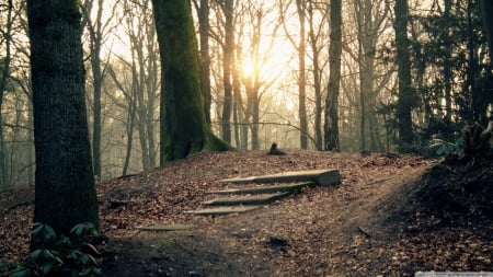 Park landscape - sunlight, labdscape, scene, HD, forest, tree, sunrays, fall, nature, autumn, sun, park, wallpaper