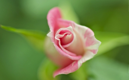 ✿♥‿♥✿ - one, nature, soft, rose, nice, beauty, pink, pastel