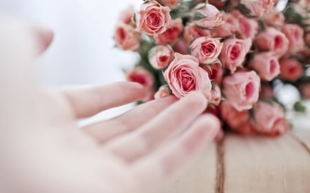 * Gently * - delicate, softness, bouquet, roses, pastel, gently, lovely, hand, pink roses