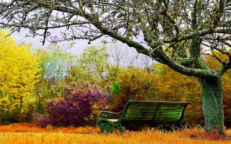 Bench in Autumn Nature - fall, colors, trees, leaves