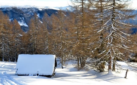 Winter - snowy, forest, beautiful, cottage, frost, cabin, deer, alleys, countryside, little, magic, light, yard, tree, cold, winter, pretty, snowflakes, sky, home, nice, lovely, house, ice, trees, snow, care