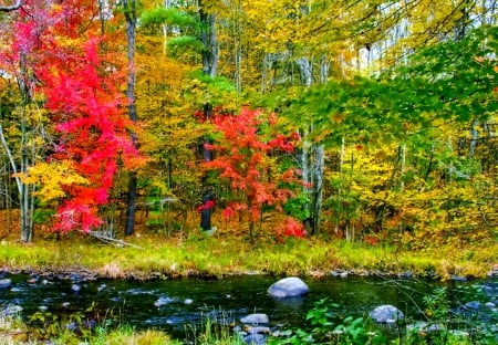 October - falling, foliage, beautiful, leaves, october, golden, tree, nature, autumn, colorful, shine, fall, glow, pretty, mirrored, branches, reflection, nice, lovely, colors