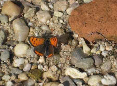 Butterfly - nature, animals, photography, butterflies