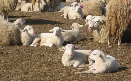 Sheep - nature, sheep, animals, photography