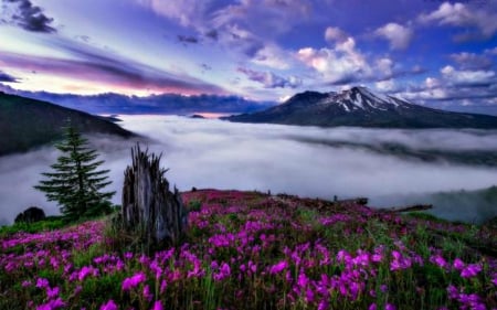 Summer dew - sky, dew, clouds, flowers, nature