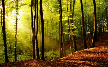 Early autumn - falling, carpet, forest, foliage, beautiful, early, golden, nature, autumn, fall, path, pretty, rays, branches, nice, lovely, woods, trees