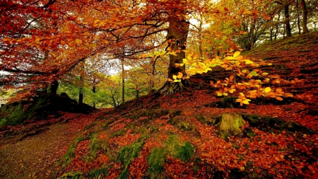 Autumnal forest - pretty, calm, quiet, forest, leaves, nice, falling, branches, carpet, trees, beautiful, lovely, fall, colorful, nature, autumn, serenity, foliage