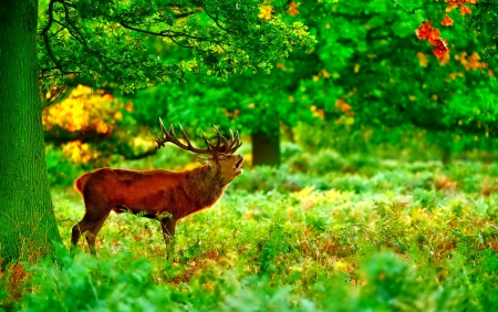 October - nice, autumn, colorful, mirrored, shine, foliage, fall, pretty, reflection, tree, golden, branches, falling, lovely, nature, glow, october, beautiful, leaves, colors