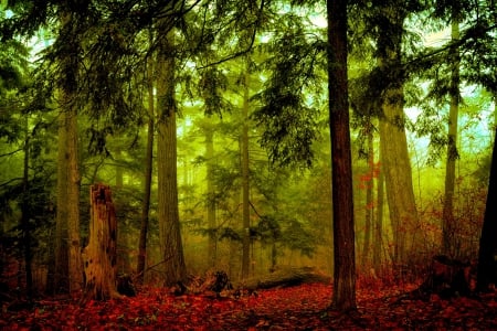 FOREST FOG - Tree, fog, Canada, Homer Watson Park, Kitchener Ontario, AUTUMN