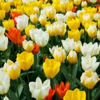 Bright Tulips!