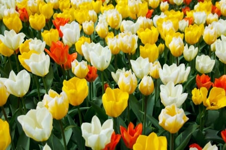 Bright Tulips! - bright, nature, tulips, flowers