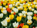 Bright Tulips!