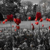 Red Tulips!