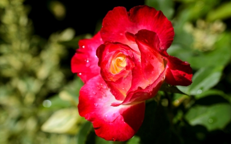 CLOSE UP ROSE - red, flower, rose, close up, nature