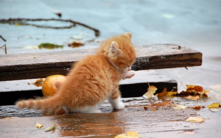 Kitten in the rain  - autumn, cat, rain, wet, kitten, ginger, blue, orange, leaves, animal, cute