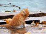 Kitten in the rain 