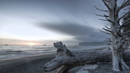 magnificent rialto beach in olympic np washington - beach, waves, sea, driftwood, forest, sky