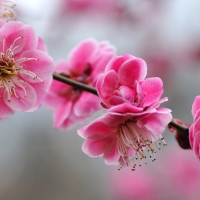 Beautiful  pink flowers