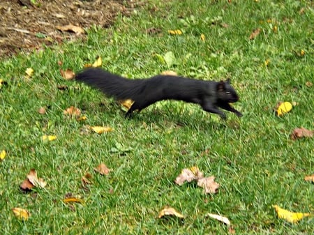 squirrel - green, aytumn, grass, squirrles